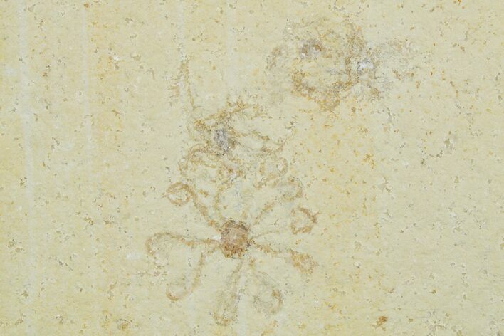 Floating Crinoid (Saccocoma) Fossils - Solnhofen Limestone #353561